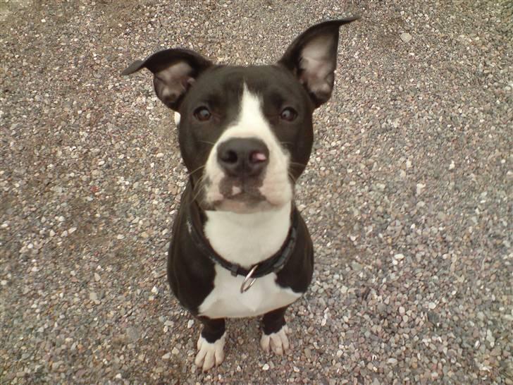 Amerikansk bulldog Zac billede 1