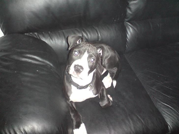 Amerikansk bulldog Zac billede 2