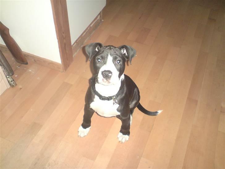 Amerikansk bulldog Zac billede 3