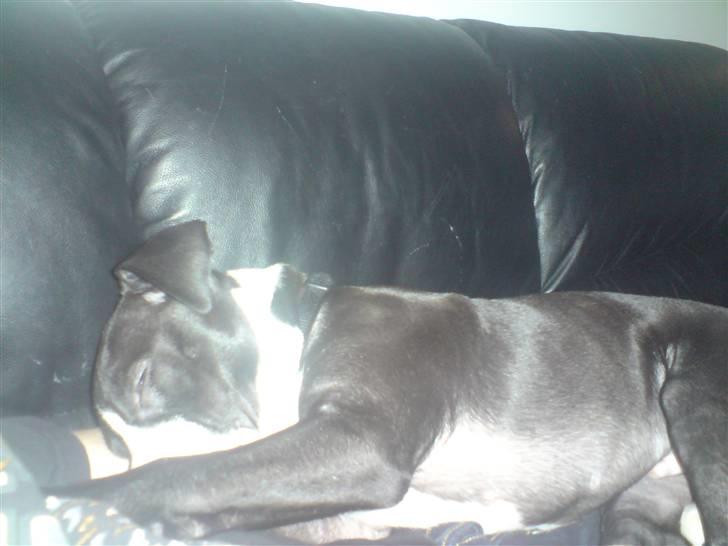 Amerikansk bulldog Zac billede 4