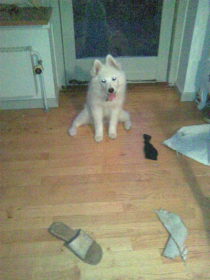 Samojedhund Sascha billede 7