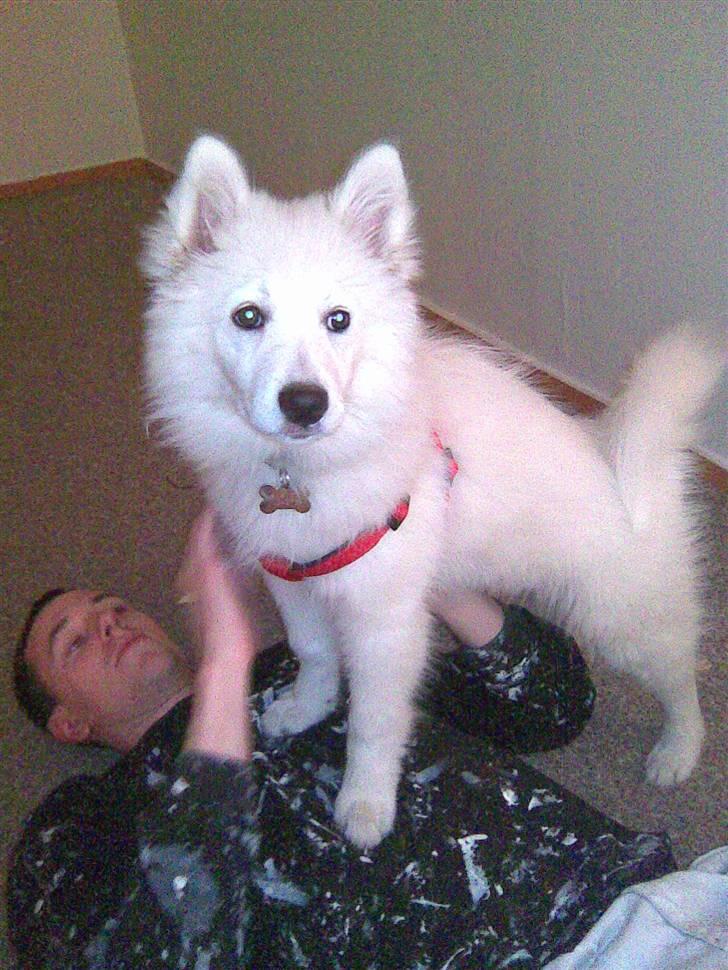 Samojedhund Sascha - nedlagt. billede 8