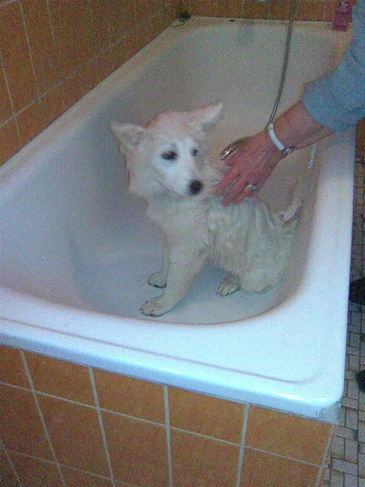 Samojedhund Sascha billede 9