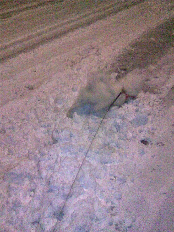 Samojedhund Sascha - jubii.. sne.. billede 10