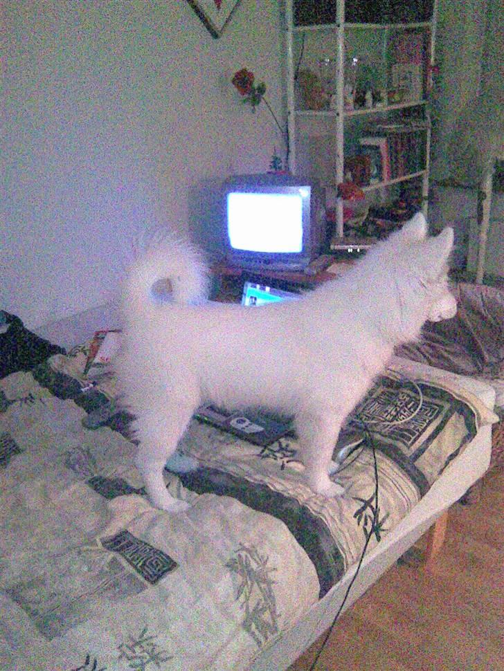 Samojedhund Sascha billede 11