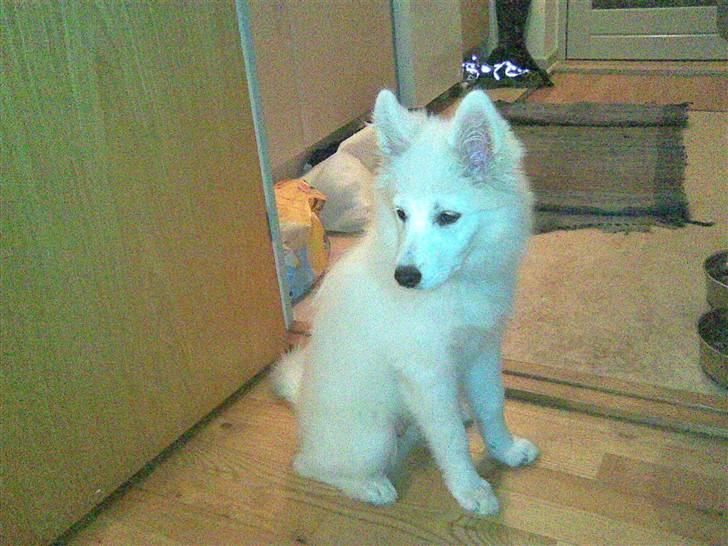 Samojedhund Sascha billede 12