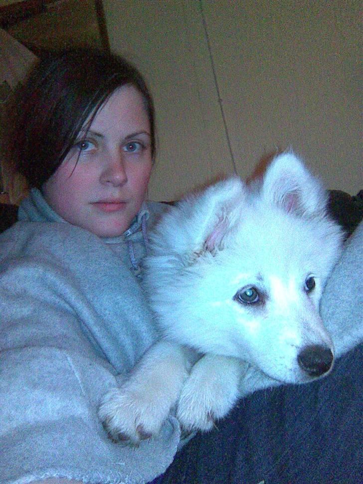 Samojedhund Sascha billede 13