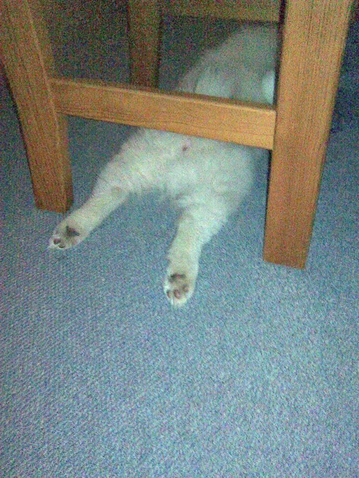 Samojedhund Sascha - kunne ikk lae være.. det er så sødt.. billede 14