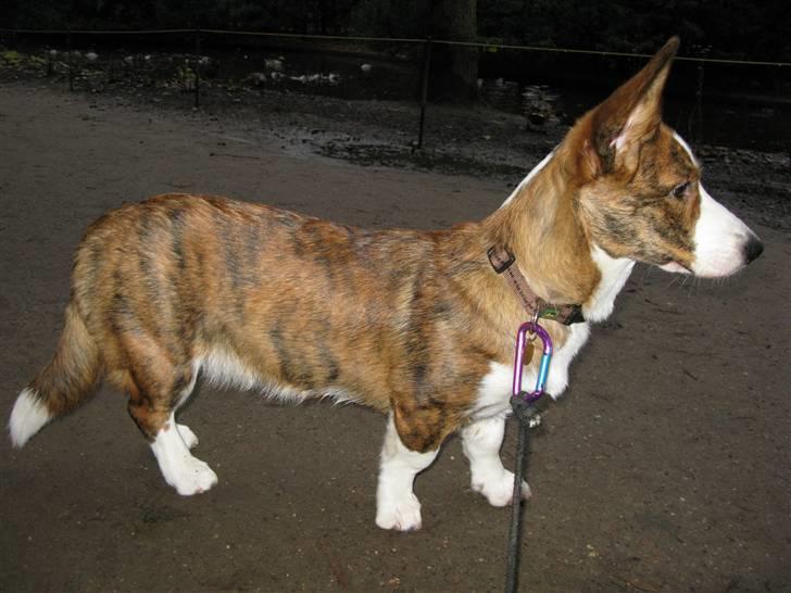 Welsh corgi cardigan Klunte - 9 måneder er blevet en stor pige:-) billede 8