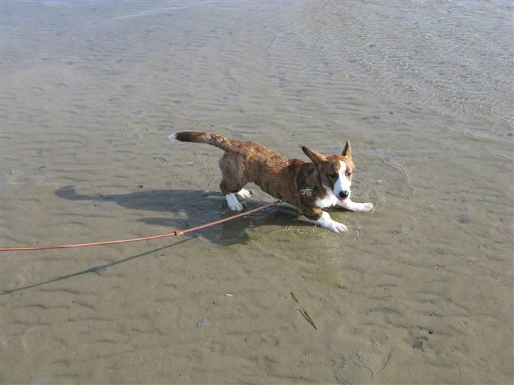 Welsh corgi cardigan Klunte billede 9