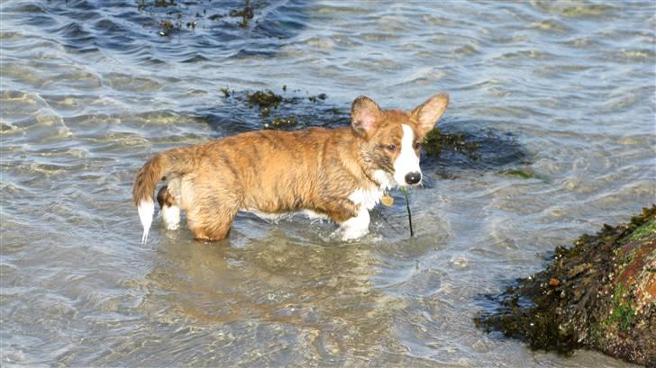 Welsh corgi cardigan Klunte billede 10