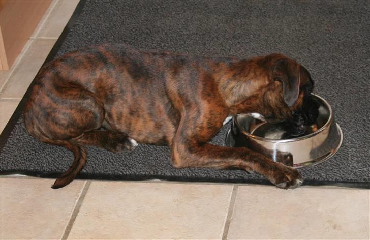 Boxer Berta - Doven spisning :b ! billede 11