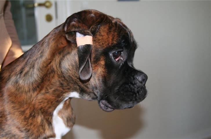 Boxer Berta - Fik øje på en fugl! billede 8