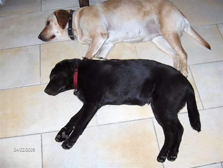 Labrador retriever Caya billede 11