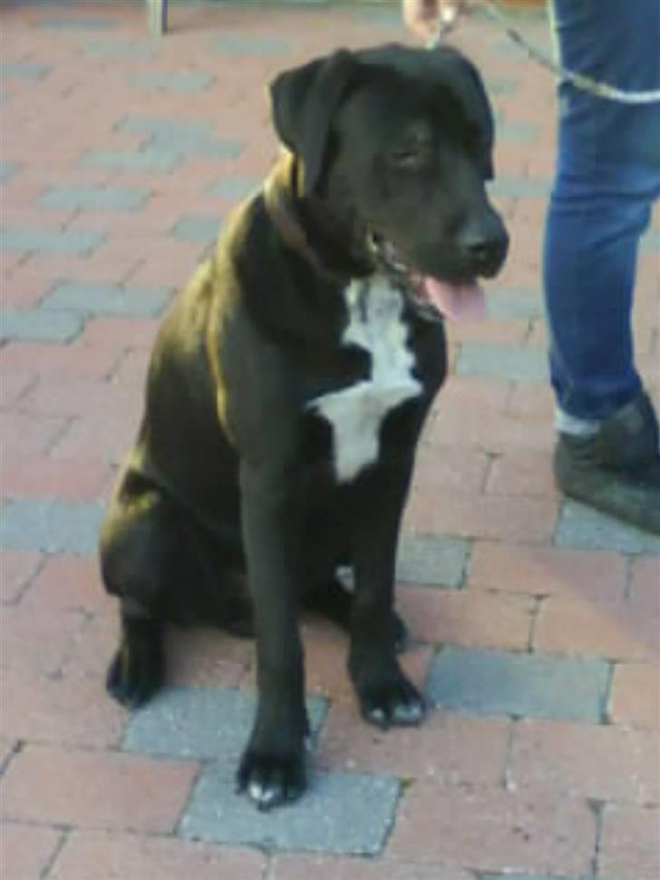 Blanding af racer Baloo - Første møde med familien ! FOTO: Sofie Frøslev / Mig billede 1