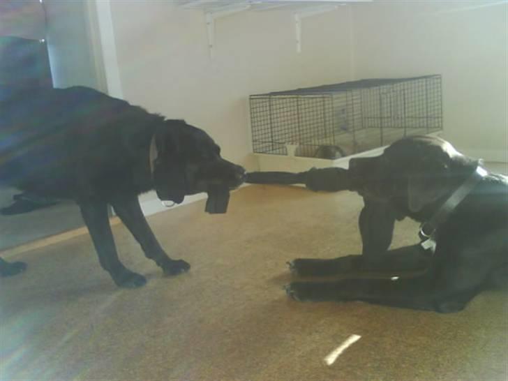 Blanding af racer Baloo - Mikkey og ballo der leger :) FOTO: Sofie Frøslev / Mig billede 2