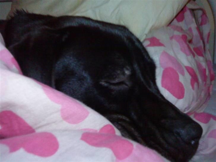 Blanding af racer Baloo - en dejlig lur FOTO: Sofie Frøslev / mig billede 3