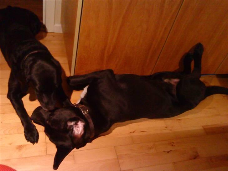 Blanding af racer Baloo - Sover! FOTO; Sofie Frøslev / Mig billede 4