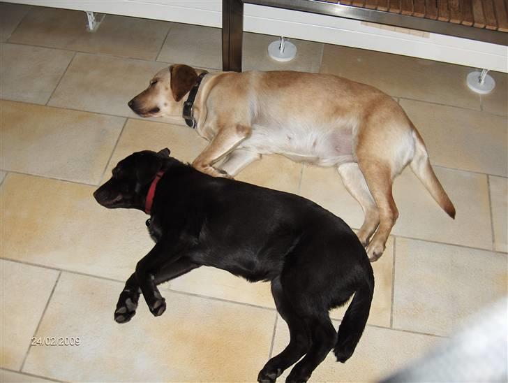 Labrador retriever Caya - Clara og Caya leger synkronsovning billede 12