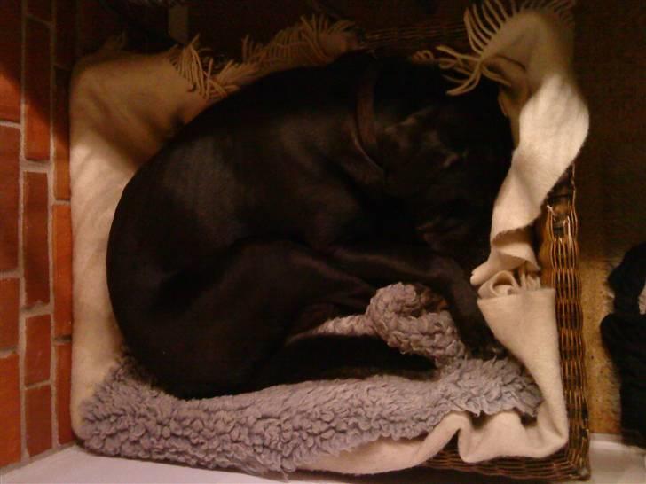 Blanding af racer Baloo - Sover lige lidt !? FOTO: Sofie Frøslev / Mig billede 5