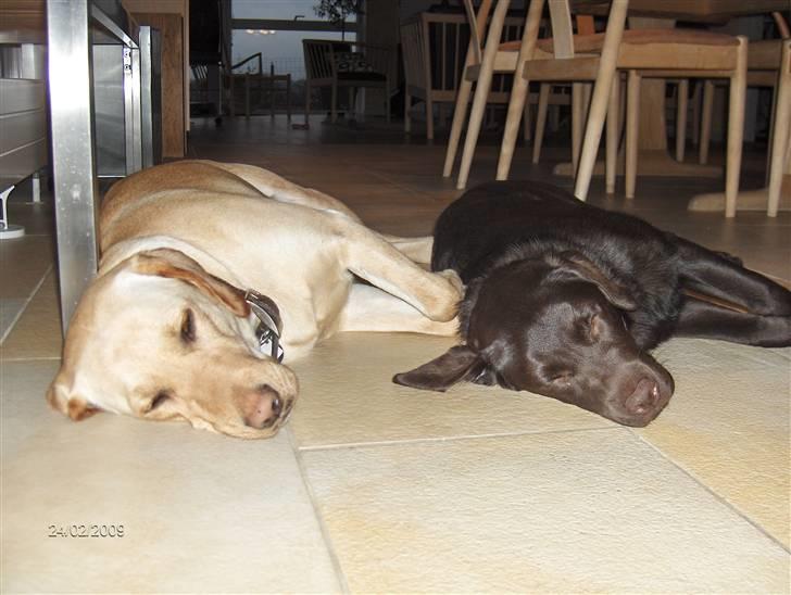 Labrador retriever Caya - Synkron-slap-off i close-up billede 13