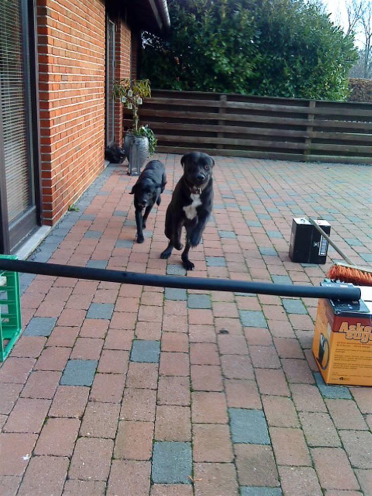 Blanding af racer Baloo - SPRING ! ! FOTO: Sofie Frøslev / Mig billede 6