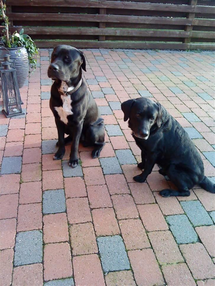 Blanding af racer Baloo - Mikkey og baloo FOTO: Sofie Frøslev / Mig billede 7