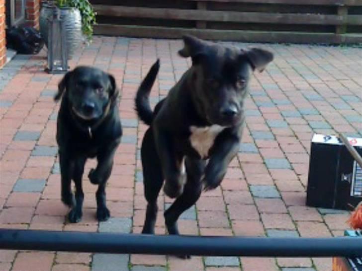 Blanding af racer Baloo - Se Mig ! FOTO: Sofie Frøslev / Mig billede 8