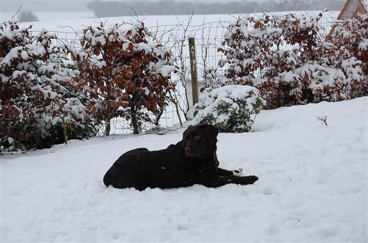 Labrador retriever Caya - Caya i sne 3½ måned gammel billede 14
