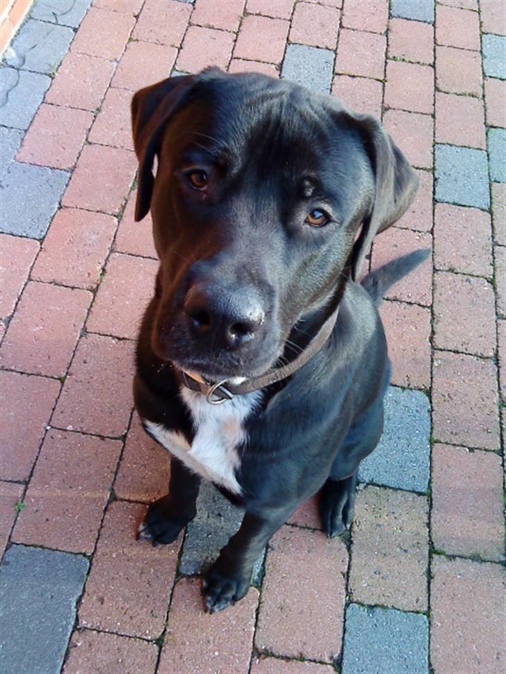 Blanding af racer Baloo - sidde fint her FOTO: Sofie Frøslev / Mig billede 9