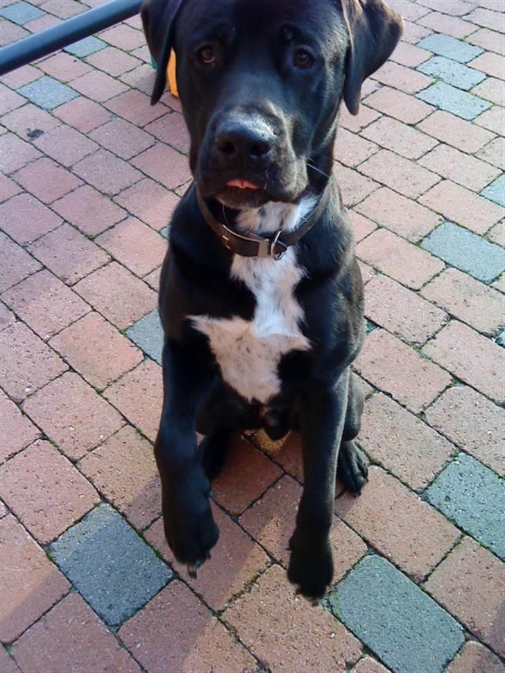 Blanding af racer Baloo - Vinke !:) FOTO: Sofie Frøslev / Mig billede 10