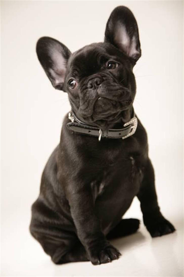 Fransk bulldog Valfers de Anna (Berta) billede 1