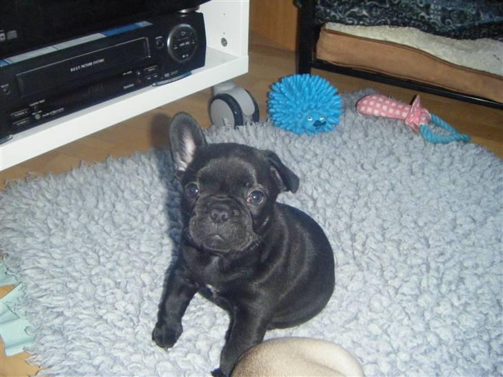 Fransk bulldog Valfers de Anna (Berta) billede 2