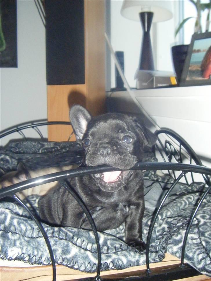 Fransk bulldog Valfers de Anna (Berta) billede 3