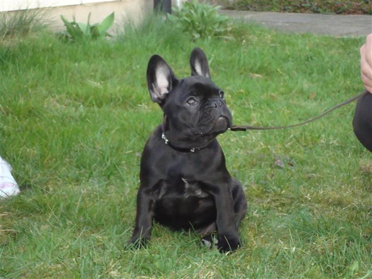 Fransk bulldog Valfers de Anna (Berta) billede 4