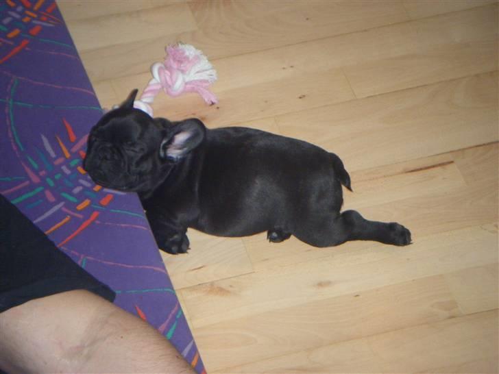 Fransk bulldog Valfers de Anna (Berta) billede 5