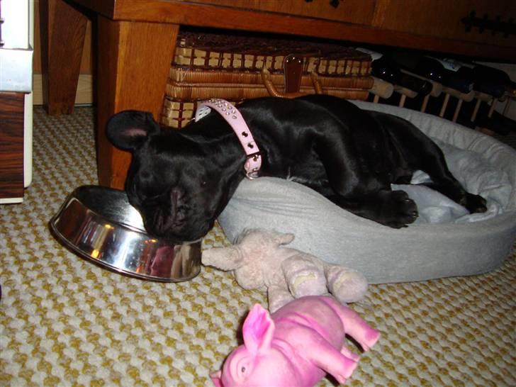 Fransk bulldog Valfers de Anna (Berta) billede 6