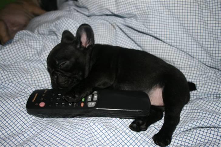 Fransk bulldog Valfers de Anna (Berta) billede 7