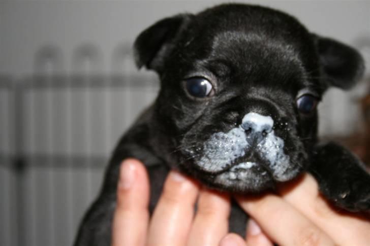 Fransk bulldog Valfers de Anna (Berta) billede 8