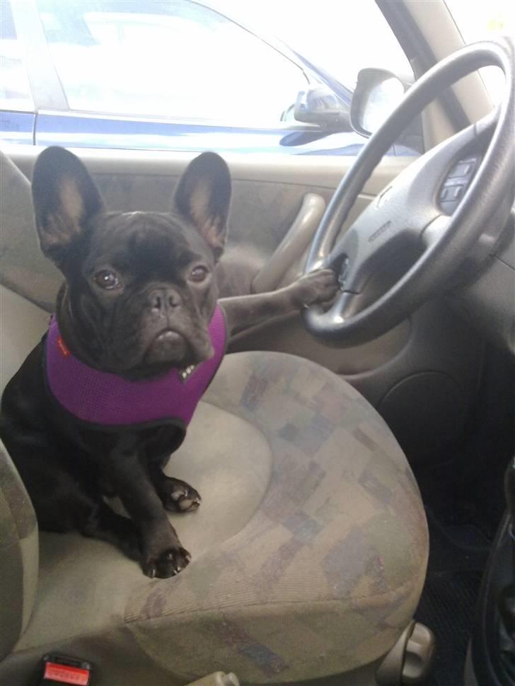 Fransk bulldog Valfers de Anna (Berta) billede 9