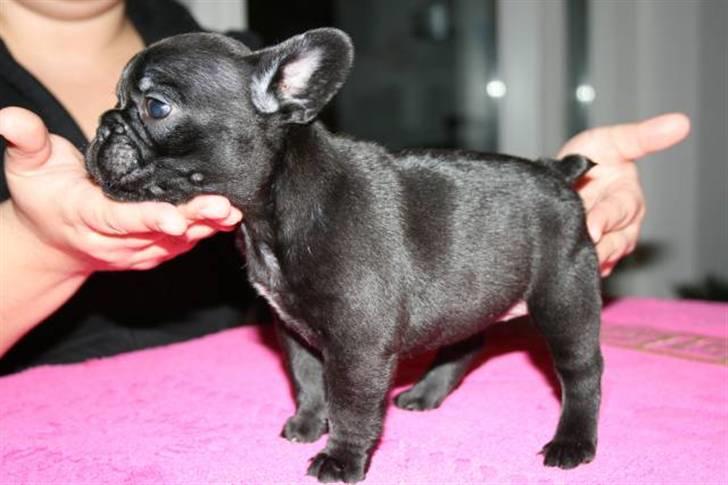 Fransk bulldog Valfers de Anna (Berta) billede 10