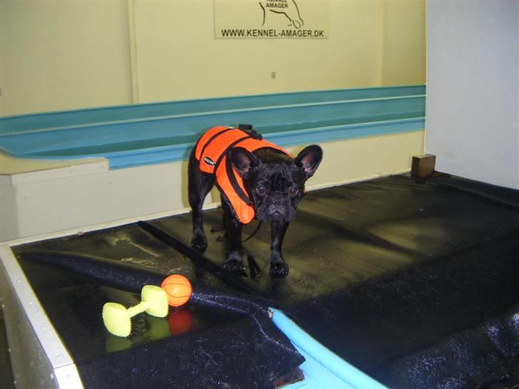 Fransk bulldog Valfers de Anna (Berta) billede 11