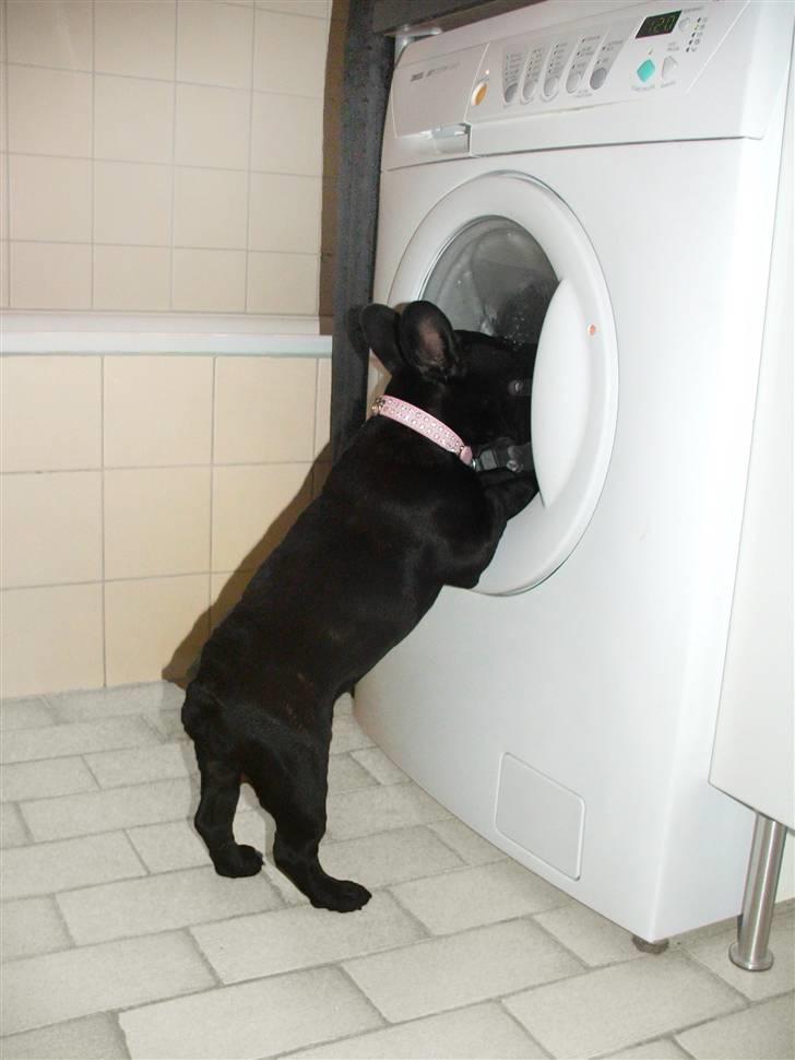 Fransk bulldog Valfers de Anna (Berta) billede 12