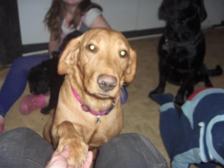 Labrador retriever trunte billede 7