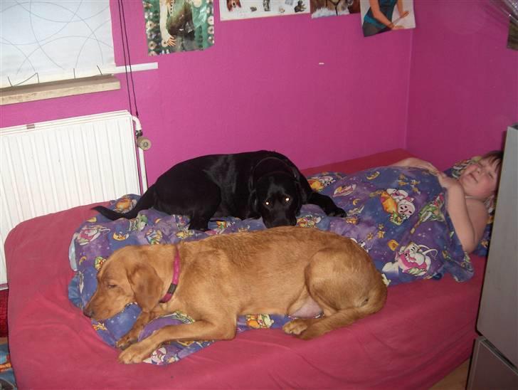 Labrador retriever trunte billede 8