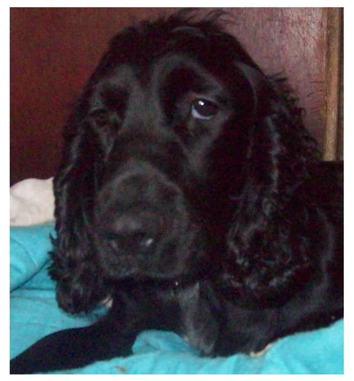 Blanding af racer ROSA  :O) - Rose er blevet mor! Se hendes udtryk :O) billede 1