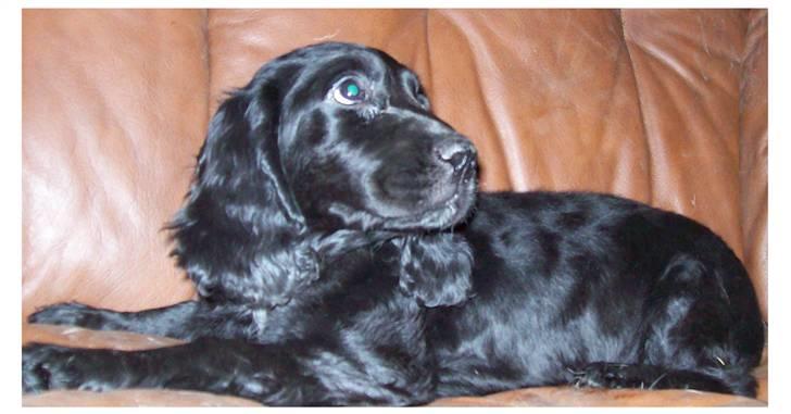 Blanding af racer ROSA  :O) billede 3