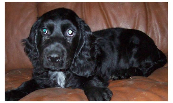 Blanding af racer ROSA  :O) billede 4