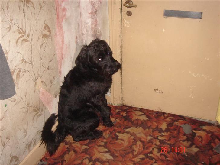 Riesenschnauzer willum 21/10-2007- 14/11-2018 ?? - kom nu, lad os gå den tur (d.26-02-09) billede 17