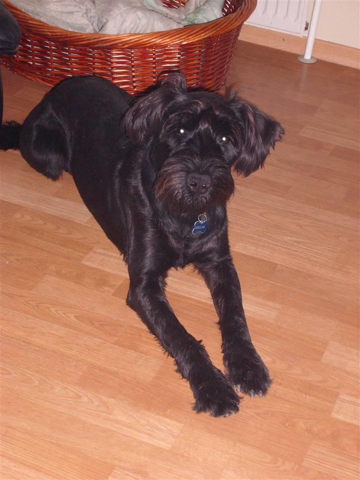 Riesenschnauzer willum 21/10-2007- 14/11-2018 ?? - så fin billede 18